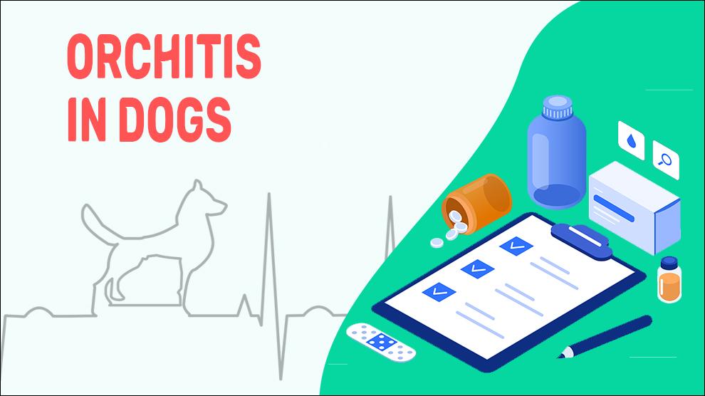Orchitis In Dogs