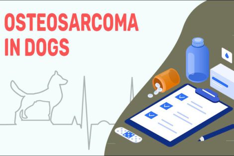 Osteosarcoma In Dogs