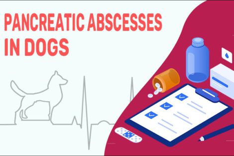Pancreatic Abscesses In Dogs