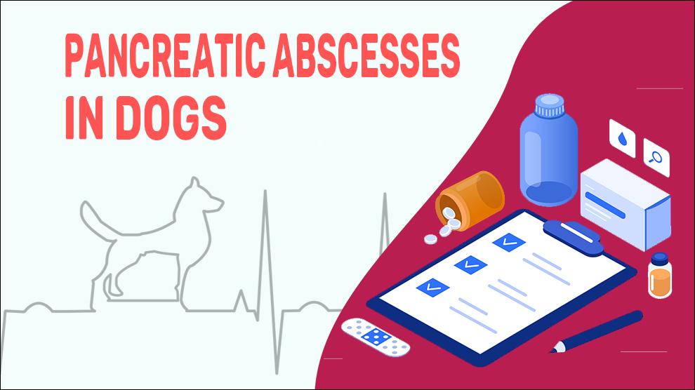 Pancreatic Abscesses In Dogs