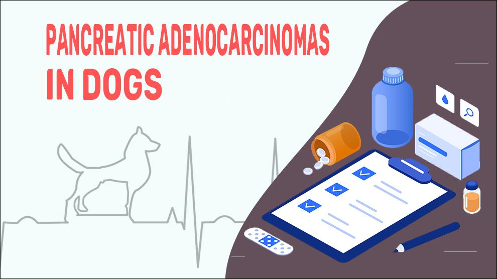Pancreatic Adenocarcinomas In Dogs