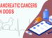 Pancreatic Cancers In Dogs