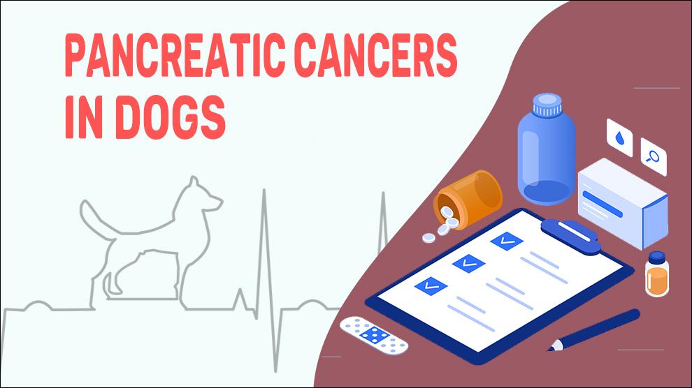 Pancreatic Cancers In Dogs