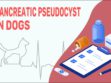 Pancreatic Pseudocyst In Dogs