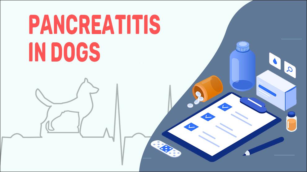 Pancreatitis In Dogs