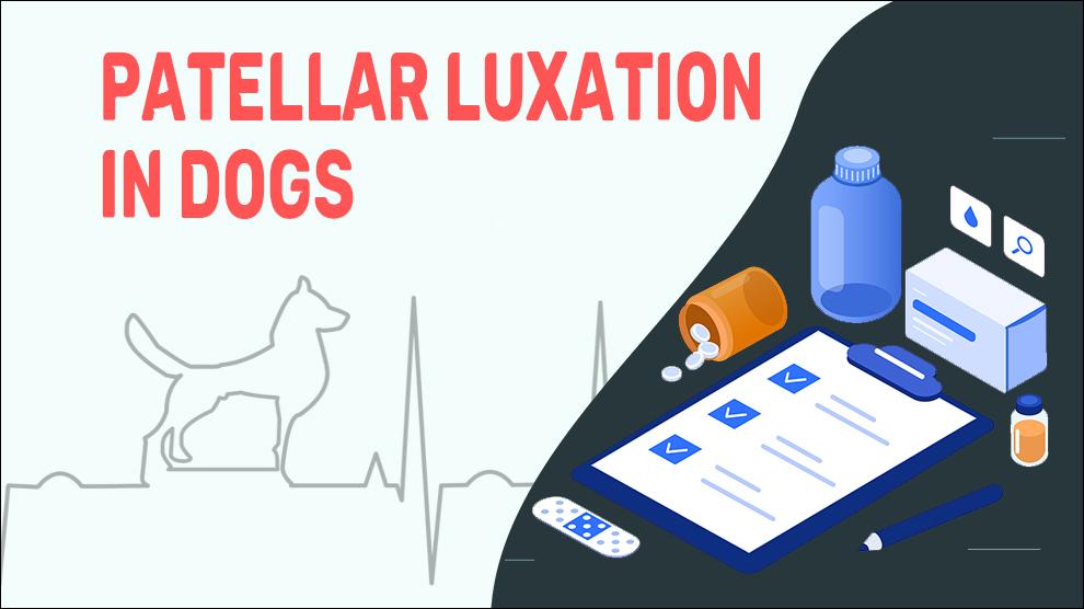 Patellar Luxation In Dogs