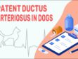 Patent Ductus Arteriosus In Dogs