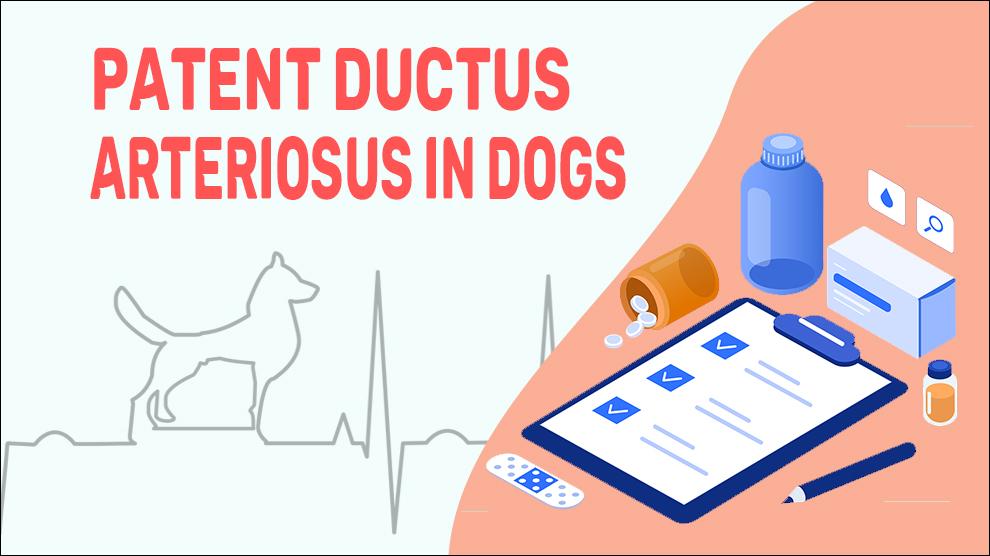 Patent Ductus Arteriosus In Dogs