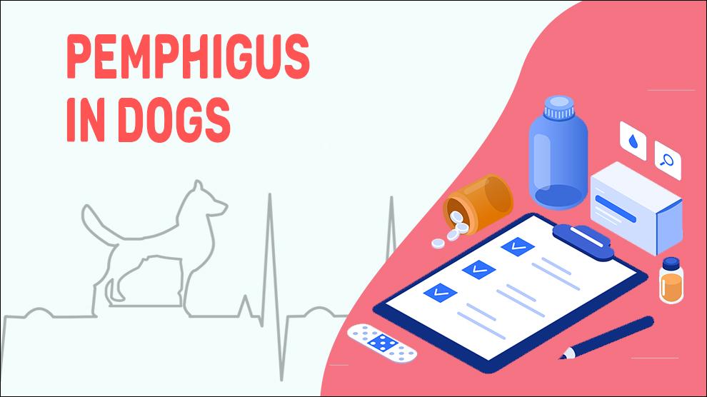 Pemphigus In Dogs