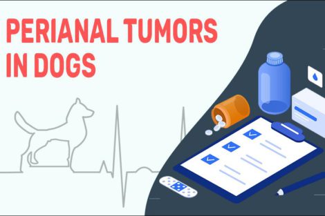 Perianal Tumors In Dogs