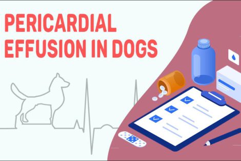 Pericardial Effusion In Dogs