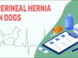 Perineal Hernia In Dogs