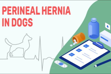 Perineal Hernia In Dogs