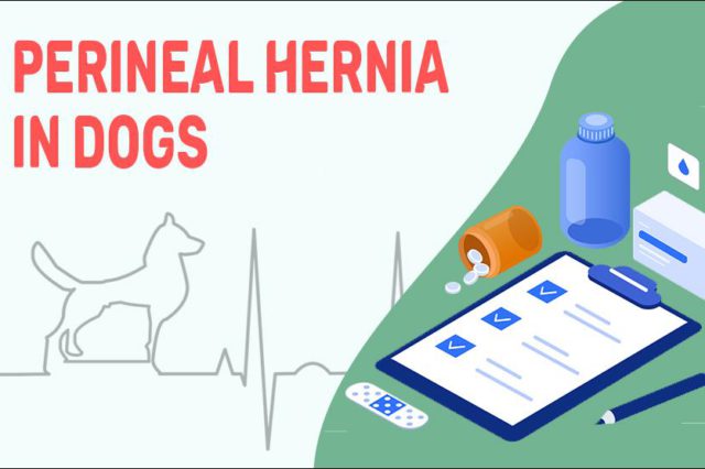 Perineal Hernia In Dogs
