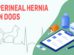 Perineal Hernia In Dogs