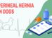 Perineal Hernia In Dogs