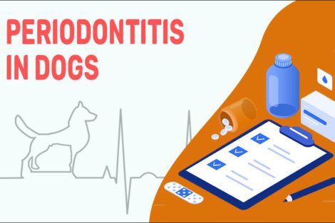 Periodontitis In Dogs