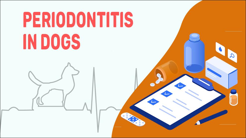 Periodontitis In Dogs