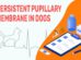 Persistent Pupillary Membrane In Dogs