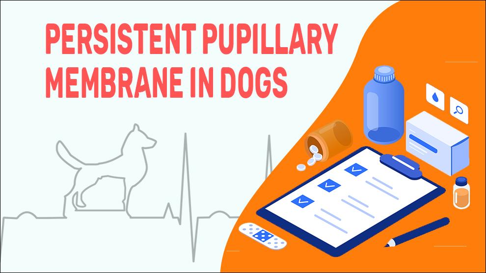 Persistent Pupillary Membrane In Dogs