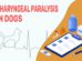 Pharyngeal Paralysis In Dogs