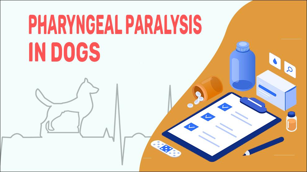 Pharyngeal Paralysis In Dogs