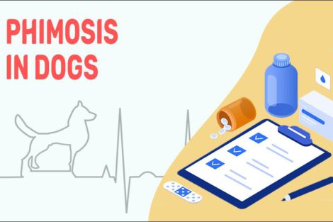 Phimosis In Dogs