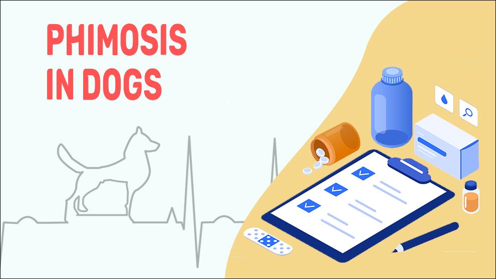 Phimosis In Dogs