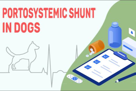 Portosystemic Shunt In Dogs
