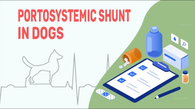 Portosystemic Shunt In Dogs - Petmoo - Safety Food Choices Large Breed Portosystemic Shunt