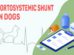 Portosystemic Shunt In Dogs