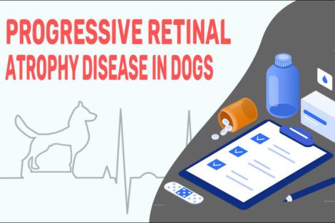 Progressive Retinal Atrophy Disease In Dogs