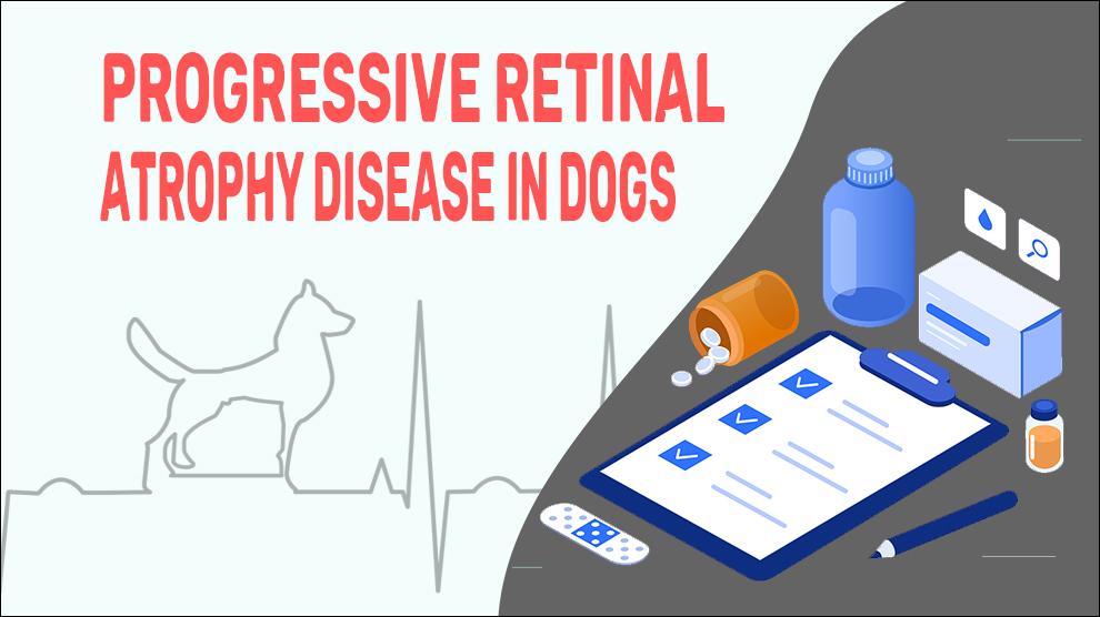 Progressive Retinal Atrophy Disease In Dogs