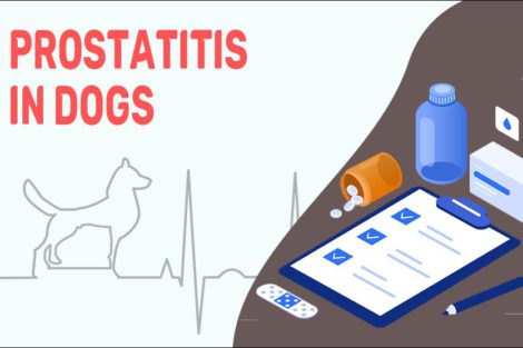 Prostatitis In Dogs