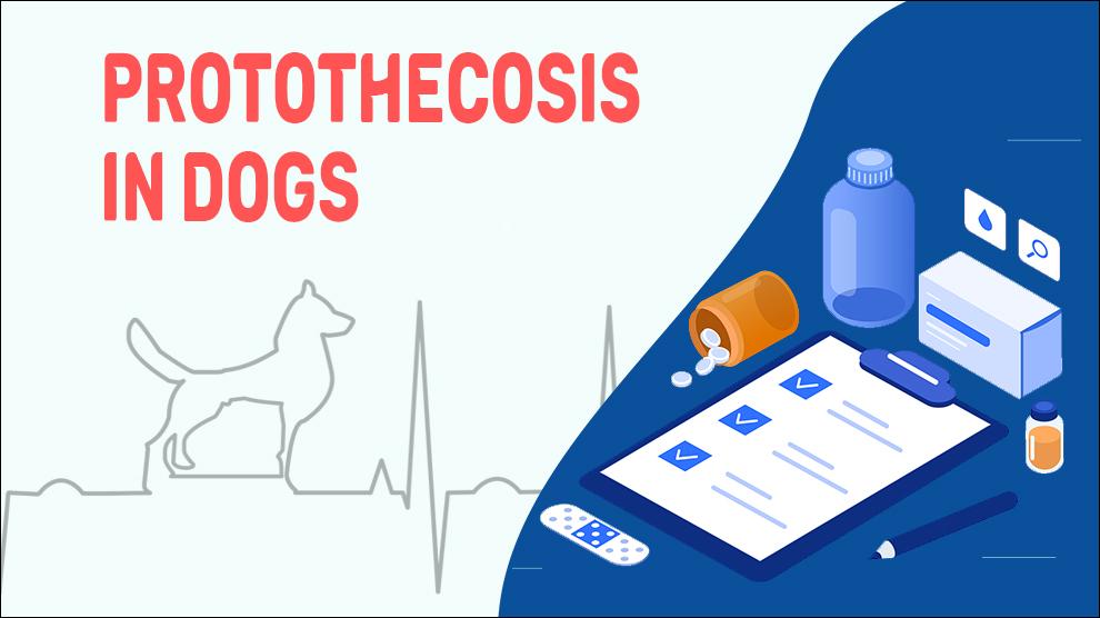 Protothecosis In Dogs