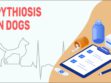 Pythiosis In Dogs