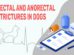 Rectal And Anorectal Strictures In Dogs