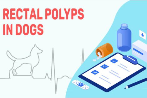 Rectal Polyps In Dogs