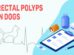 Rectal Polyps In Dogs