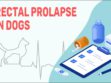 Rectal Prolapse In Dogs