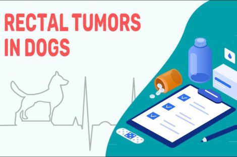 Rectal Tumors In Dogs