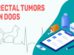 Rectal Tumors In Dogs