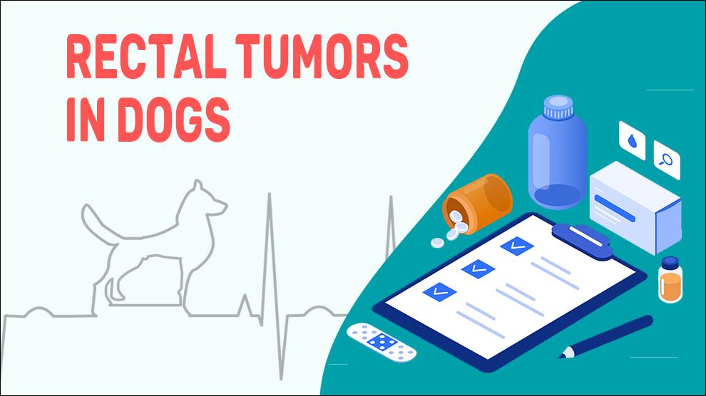 Rectal Tumors In Dogs