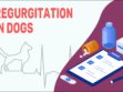 Regurgitation In Dogs