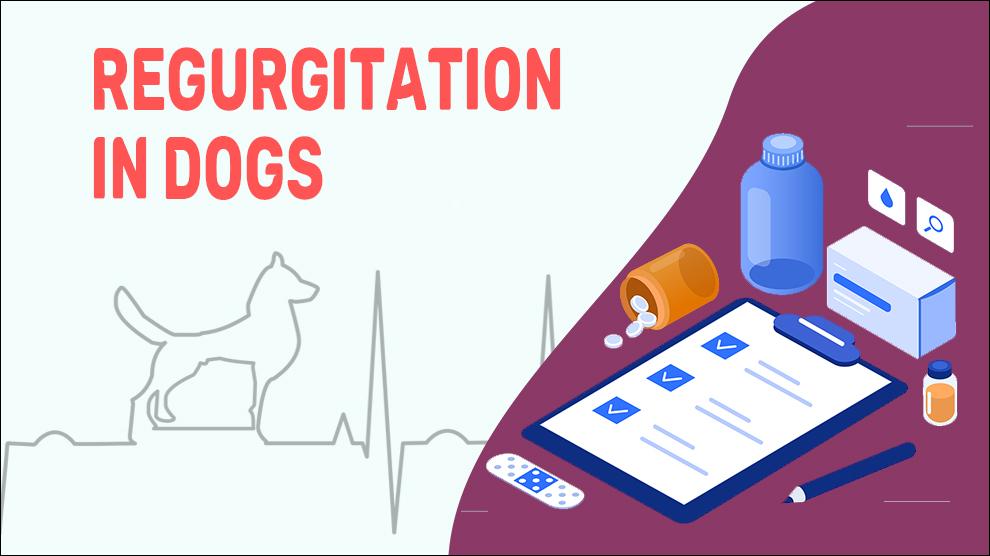 Regurgitation In Dogs