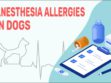 Anesthesia Allergies In Dogs
