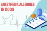 Anesthesia Allergies In Dogs