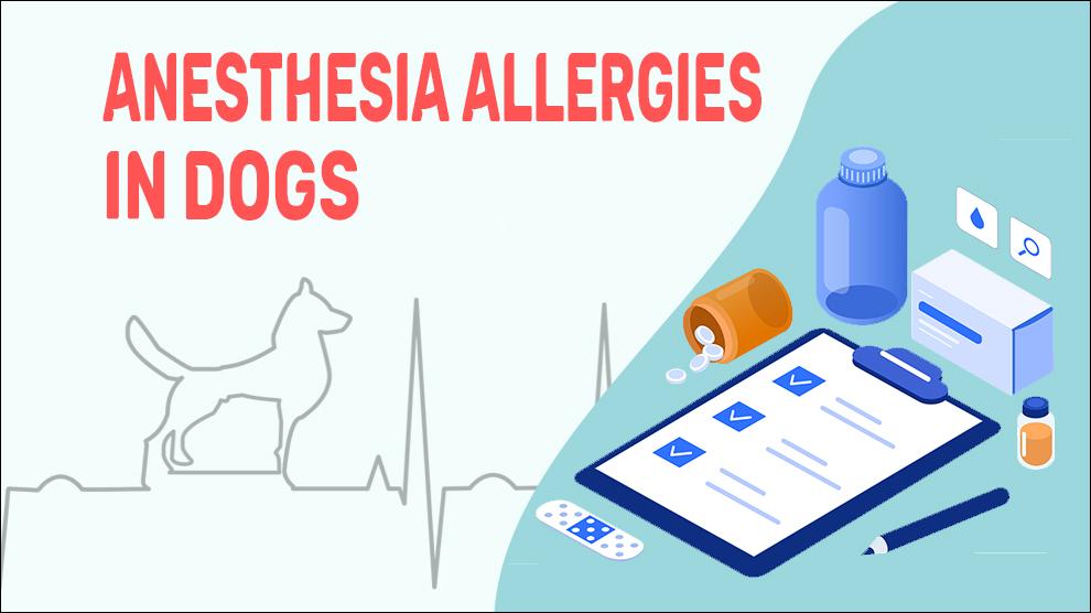 Anesthesia Allergies In Dogs