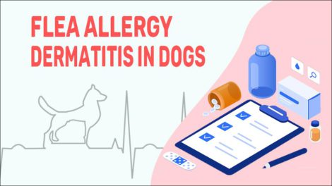Flea Allergy Dermatitis In Dogs - Petmoo - Flea Allergy Dermatitis Prevention Tips For Dogs