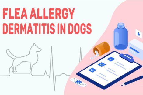 Flea Allergy Dermatitis In Dogs